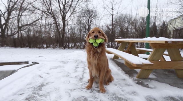 Chú chó có biệt tài ngậm một lúc 6 quả bóng tennis trong miệng - 1