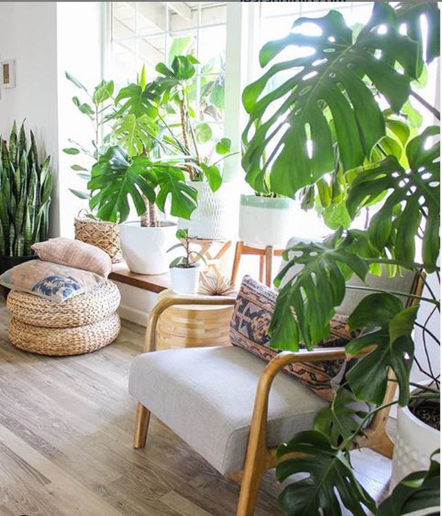 Lạ mắt với ng&ocirc;i nh&agrave; trồng hơn 100 loại c&acirc;y xanh, ai nh&igrave;n cũng m&ecirc; mẩn - 6