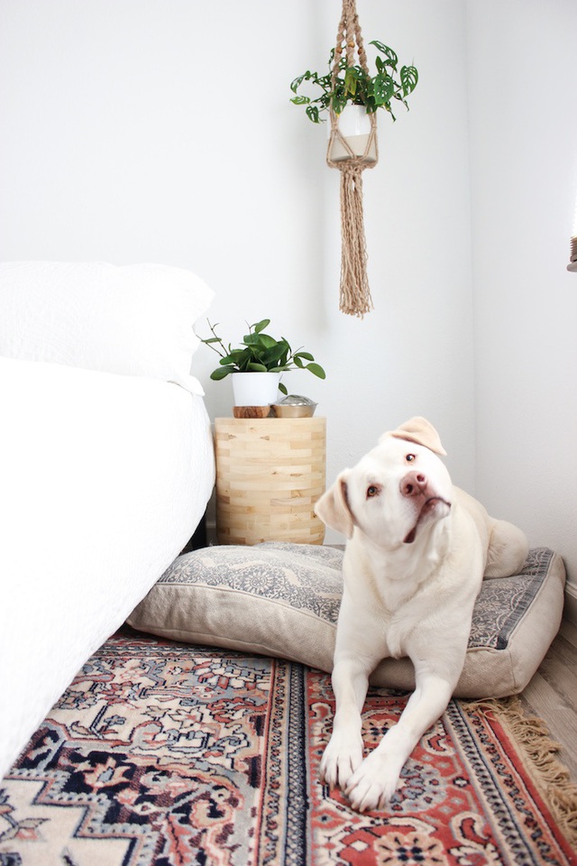 Lạ mắt với ng&ocirc;i nh&agrave; trồng hơn 100 loại c&acirc;y xanh, ai nh&igrave;n cũng m&ecirc; mẩn - 9