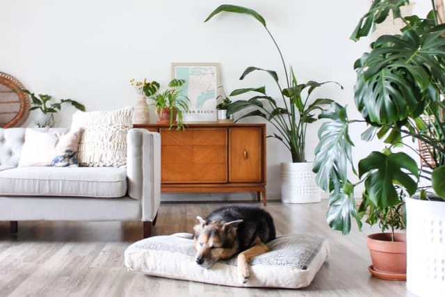 Lạ mắt với ng&ocirc;i nh&agrave; trồng hơn 100 loại c&acirc;y xanh, ai nh&igrave;n cũng m&ecirc; mẩn - 10