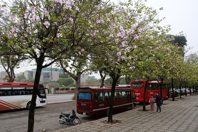 Hoa ban phủ tím góc trời Hà Nội - 15