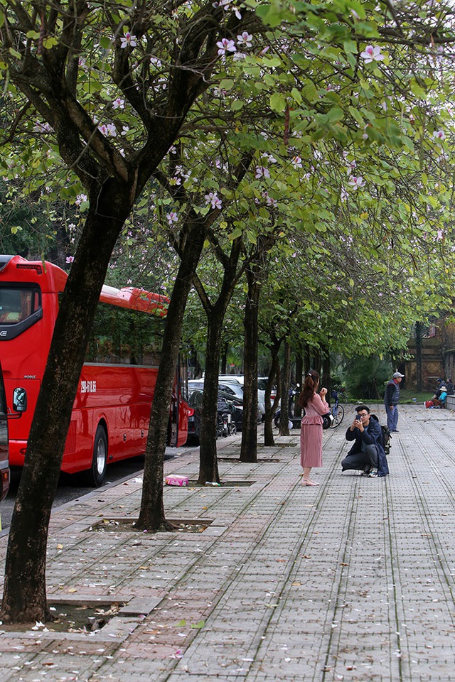 Hoa ban phủ tím góc trời Hà Nội - 6