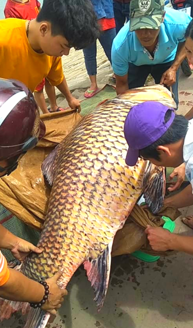 Cá hô khủng nặng 111kg được bày bán ở An Giang - 1