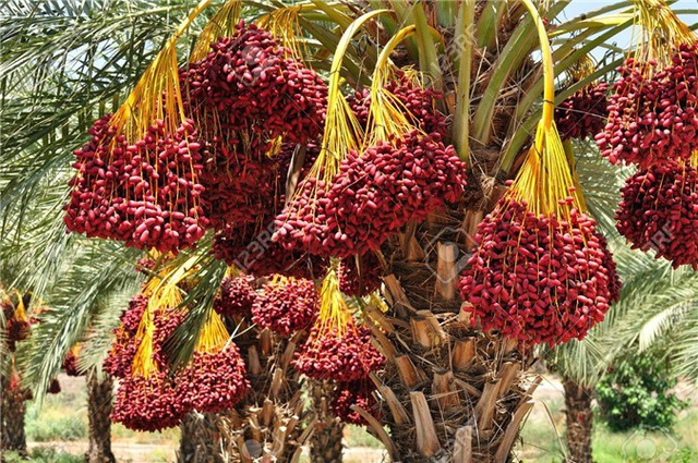 Loại quả giới nhà giàu Dubai ăn mỗi ngày từng được trồng ở Việt Nam? - 6 Loại quả giới nhà giàu Dubai ăn mỗi ngày từng được trồng ở Việt Nam? - 6