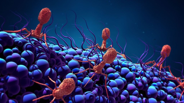 Các nhà khoa học phát hiện ra vi khuẩn ăn virus lớn nhất - 1 Các nhà khoa học phát hiện ra vi khuẩn ăn virus lớn nhất - 1