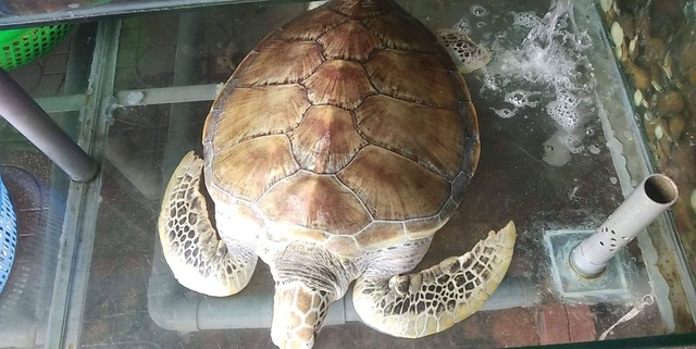 Bỏ gần chục triệu mua rùa quý hiếm để thả lại về biển - 1