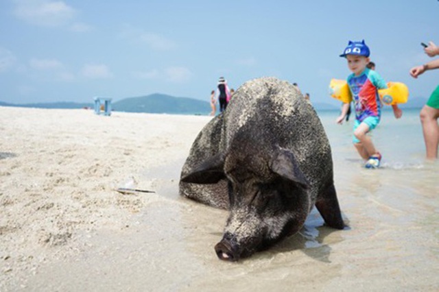 Lợn rừng “minh tinh”: Điểm nhấn trên bãi biển Koh Samui - 1