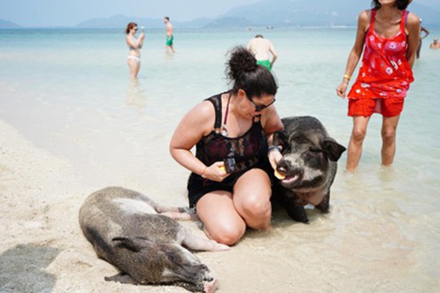 Lợn rừng “minh tinh”: Điểm nhấn trên bãi biển Koh Samui - 4