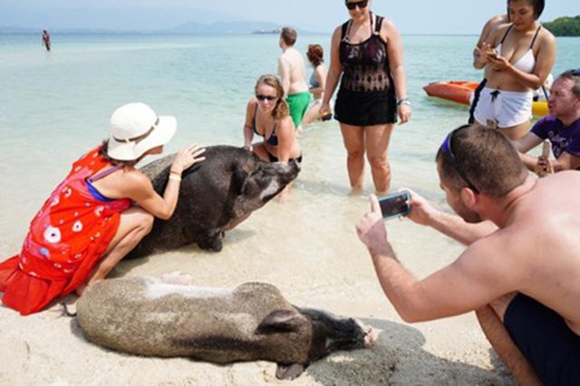 Lợn rừng “minh tinh”: Điểm nhấn trên bãi biển Koh Samui - 5
