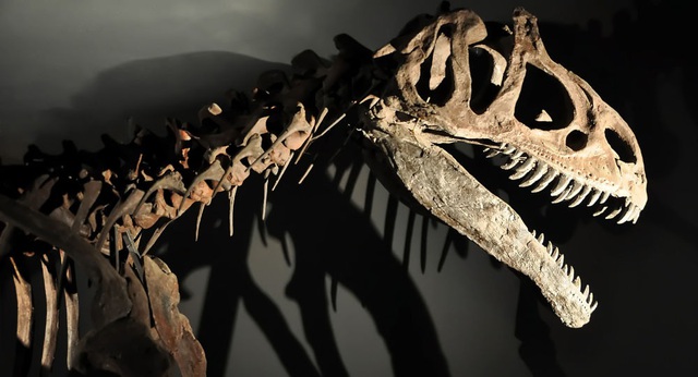 Đã khám phá ra bí mật lâu đời về loài khủng long - 1