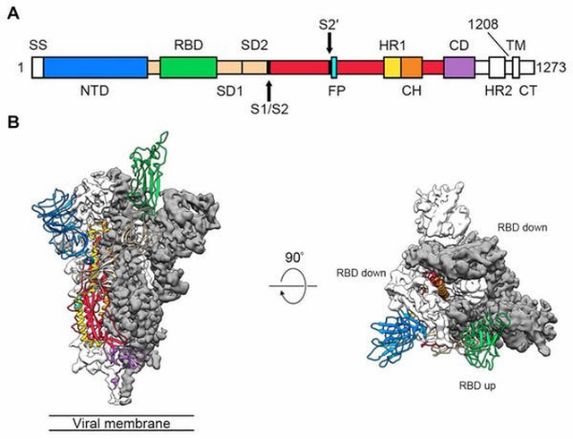 Virus corona mới dùng “dằm protein” để xâm nhập tế bào con người - 1