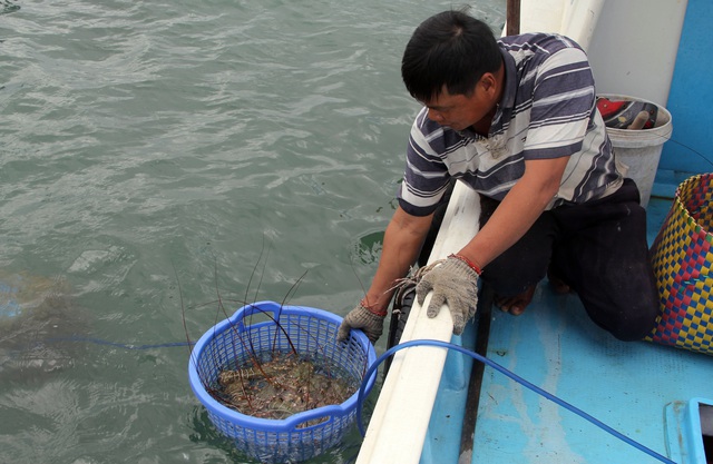 Sự thật về giá tôm hùm ở Phú Yên chỉ 200.000 đồng/kg - 3 Sự thật về giá tôm hùm ở Phú Yên chỉ 200.000 đồng/kg - 3