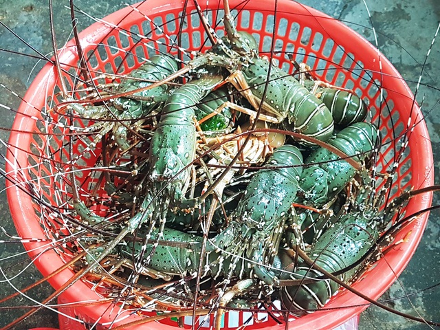Sự thật về giá tôm hùm ở Phú Yên chỉ 200.000 đồng/kg - 2 Sự thật về giá tôm hùm ở Phú Yên chỉ 200.000 đồng/kg - 2