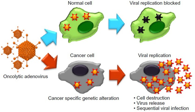 Các nhà khoa học dùng virus để tiêu diệt ung thư như thế nào? - 1