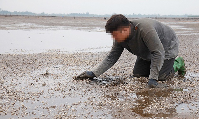Nước mắt người nuôi ngao làng nghề Mai Phụ - 3 Nước mắt người nuôi ngao làng nghề Mai Phụ - 3