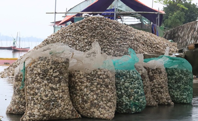 Nước mắt người nuôi ngao làng nghề Mai Phụ - 1 Nước mắt người nuôi ngao làng nghề Mai Phụ - 1