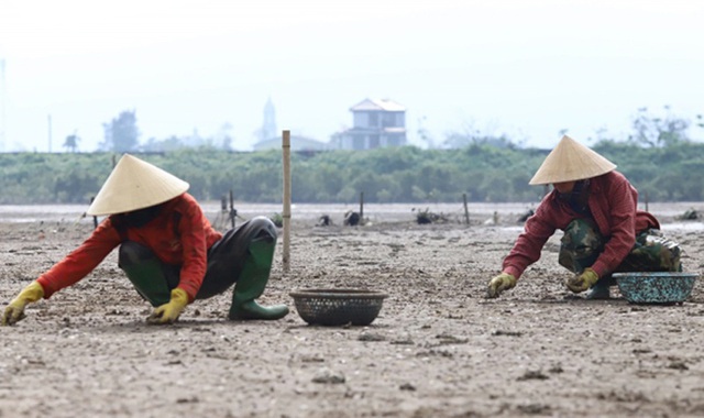 Nước mắt người nuôi ngao làng nghề Mai Phụ - 5 Nước mắt người nuôi ngao làng nghề Mai Phụ - 5
