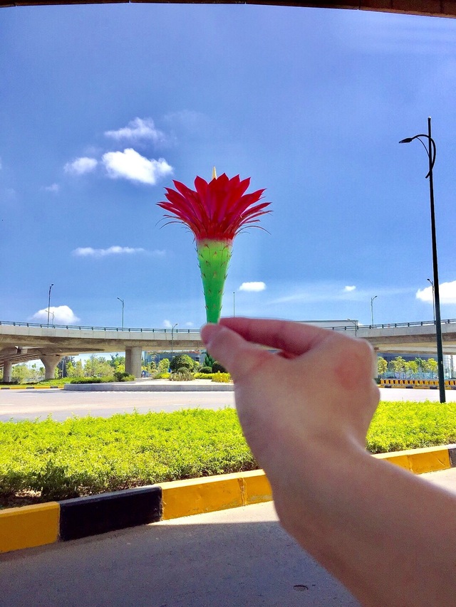 Giới trẻ thích thú check-in cầu vượt biểu tượng hoa xương rồng - 7 Giới trẻ thích thú check-in cầu vượt biểu tượng hoa xương rồng - 7
