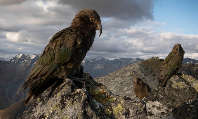 Lo&agrave;i vẹt c&oacute; khả năng c&acirc;n nhắc rủi ro để đưa ra quyết định - 1