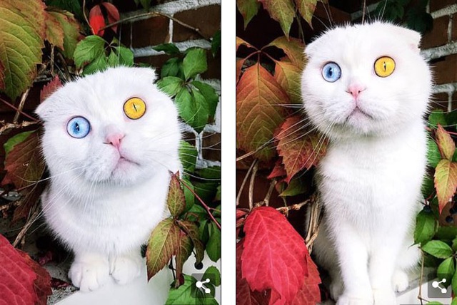 Độc đáo chú mèo có 2 màu mắt một xanh một vàng - 1