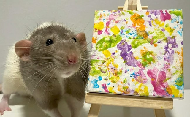 Chuột “triệu phú” vẽ tranh bán giá hàng chục triệu đồng - 1