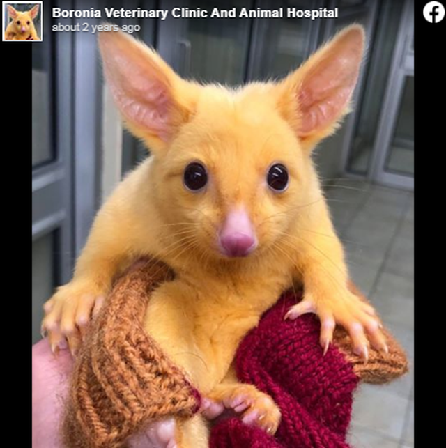 Sinh vật lông vàng ở Úc được mệnh danh Pikachu ngoài đời thực - 3
