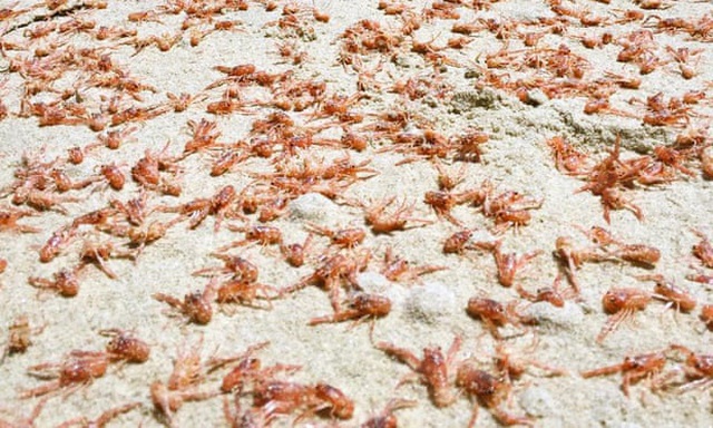 Hàng triệu con tôm hùm bỏ mạng, “nhuộm” đỏ rực cả bãi biển - 2