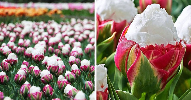 Tuyệt đẹp và độc đáo bông hoa tulip giống hệt ly kem mát lạnh - 1