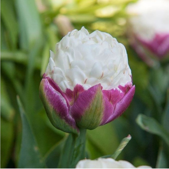 Tuyệt đẹp và độc đáo bông hoa tulip giống hệt ly kem mát lạnh - 2