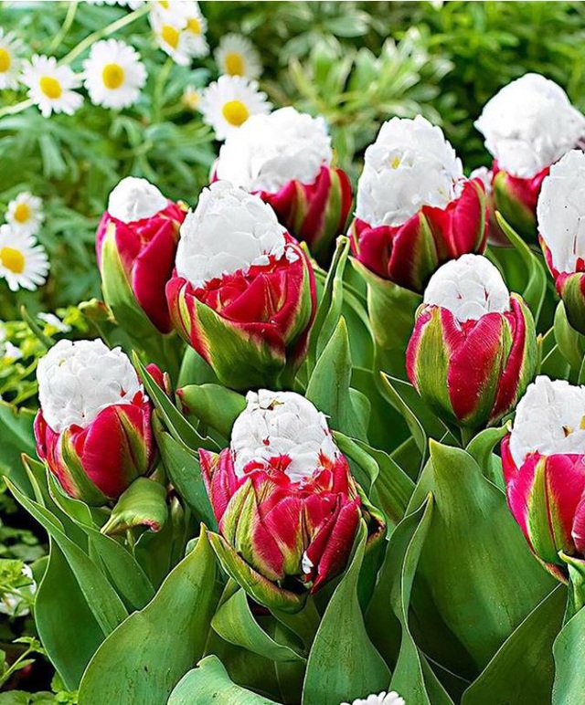 Tuyệt đẹp và độc đáo bông hoa tulip giống hệt ly kem mát lạnh - 3