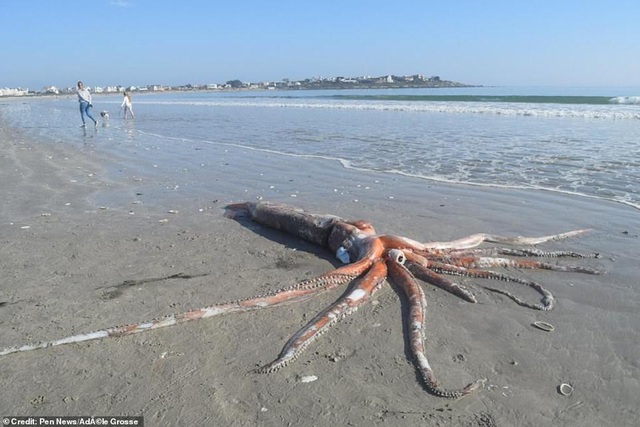 “Quái vật” mực khổng lồ cực hiếm chết trôi dạt vào bờ biển ở Nam Phi - 1