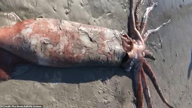 “Quái vật” mực khổng lồ cực hiếm chết trôi dạt vào bờ biển ở Nam Phi - 2