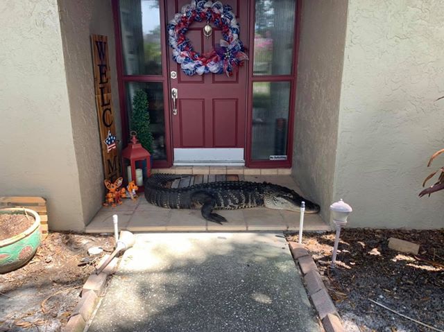 Cá sấu cụt chân chắn ngang cửa nhà gia đình ở Florida - 1