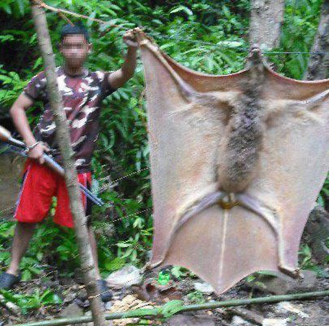 The ‘human Sized Bat That Appeared In The Philippines Hanging Upside