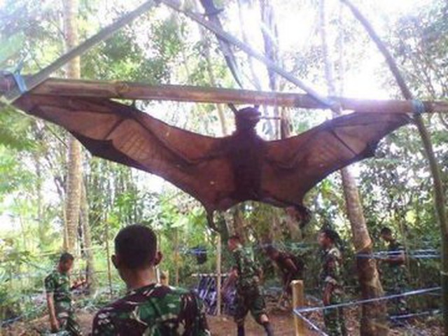 Shocked with Philippine bats as big as adults - 3