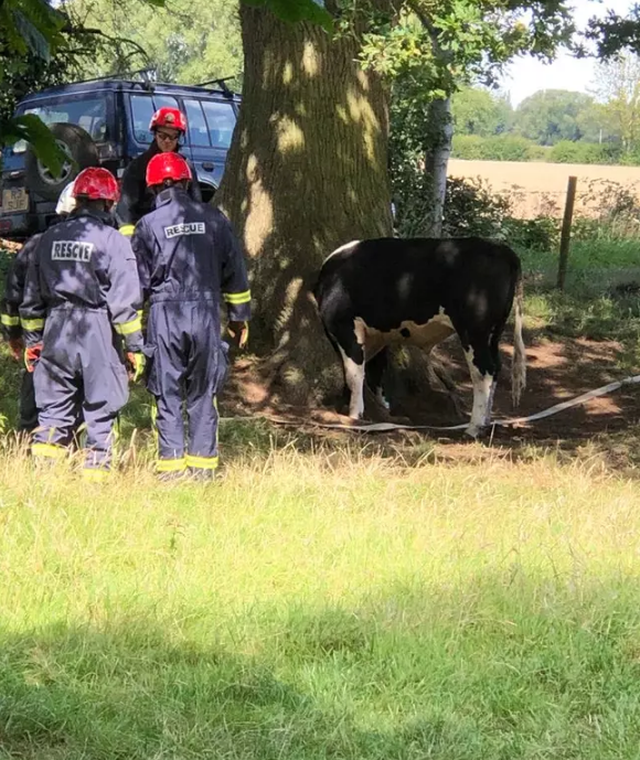 Đội cứu hộ đã giải thoát cho chú bò tội nghiệp