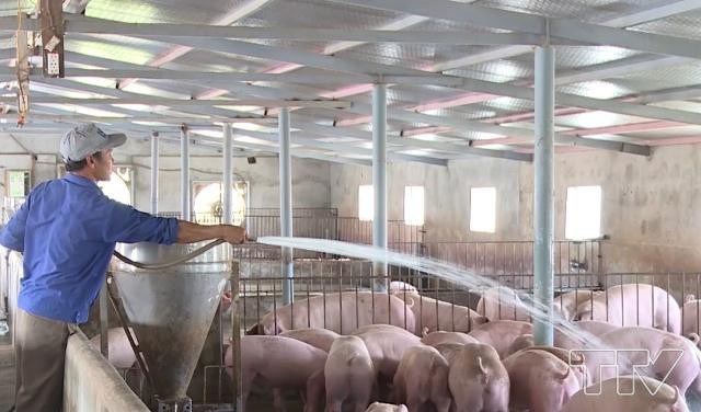 Người chăn nuôi gặp khó khăn khi tái đàn