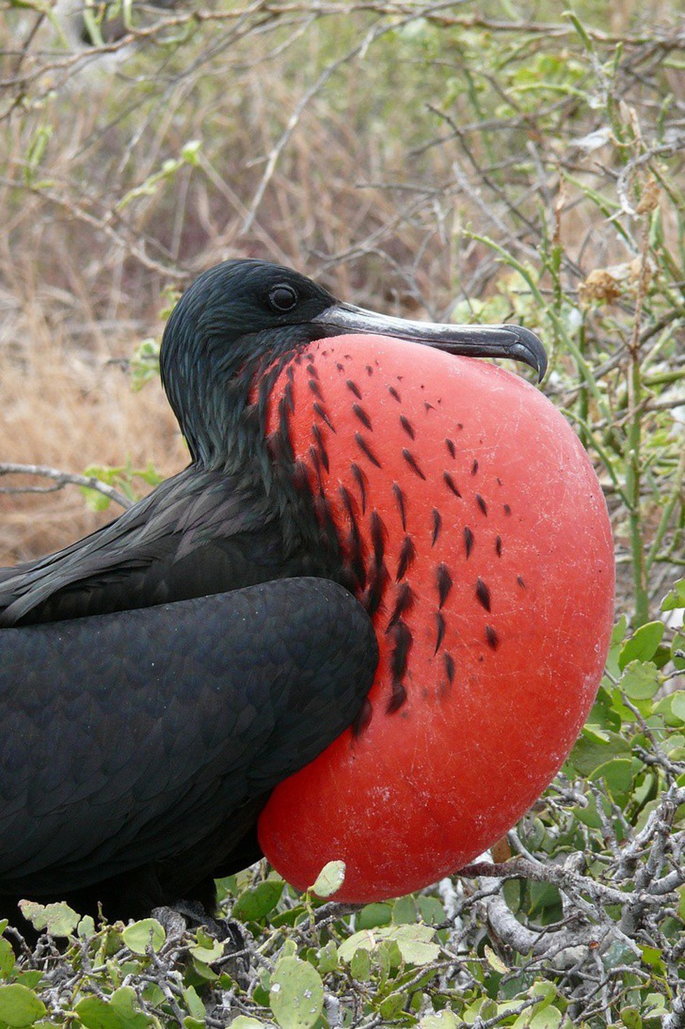 Kỳ dị 10 lo&agrave;i chim như người ngo&agrave;i h&agrave;nh tinh - Ảnh 6.