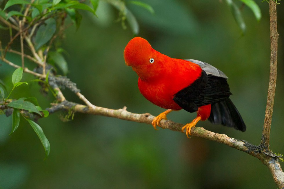 Kỳ dị 10 lo&agrave;i chim như người ngo&agrave;i h&agrave;nh tinh - Ảnh 2.