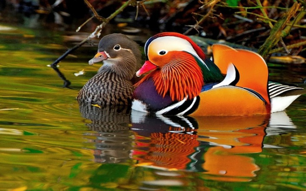 Kỳ dị 10 lo&agrave;i chim như người ngo&agrave;i h&agrave;nh tinh - Ảnh 10.