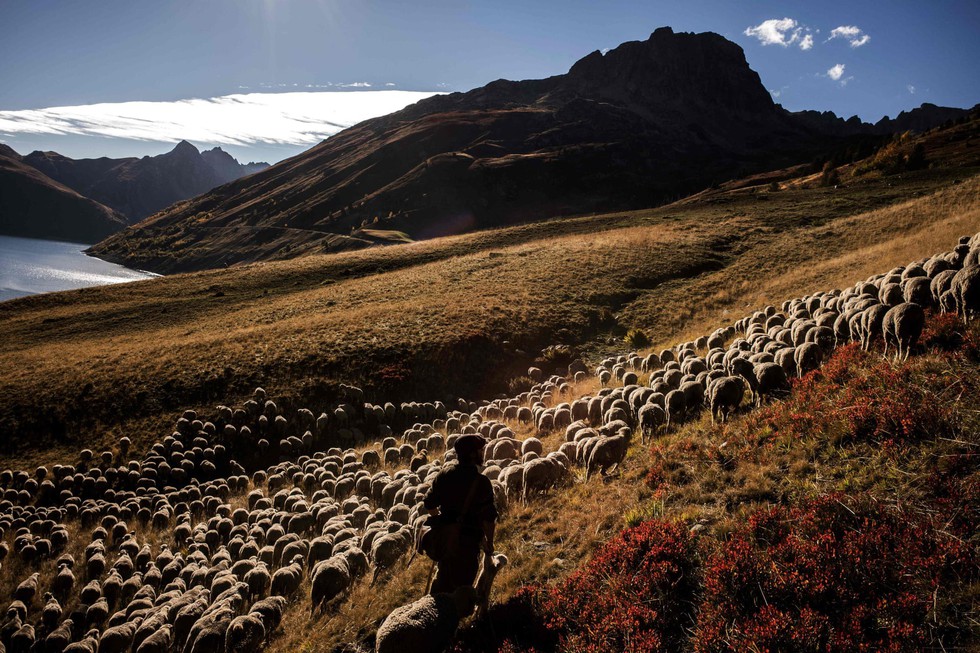 Theo chân người chăn cừu trên vùng đồng cỏ núi Alps - Ảnh 1. Theo chân người chăn cừu trên vùng đồng cỏ núi Alps - Ảnh 1.
