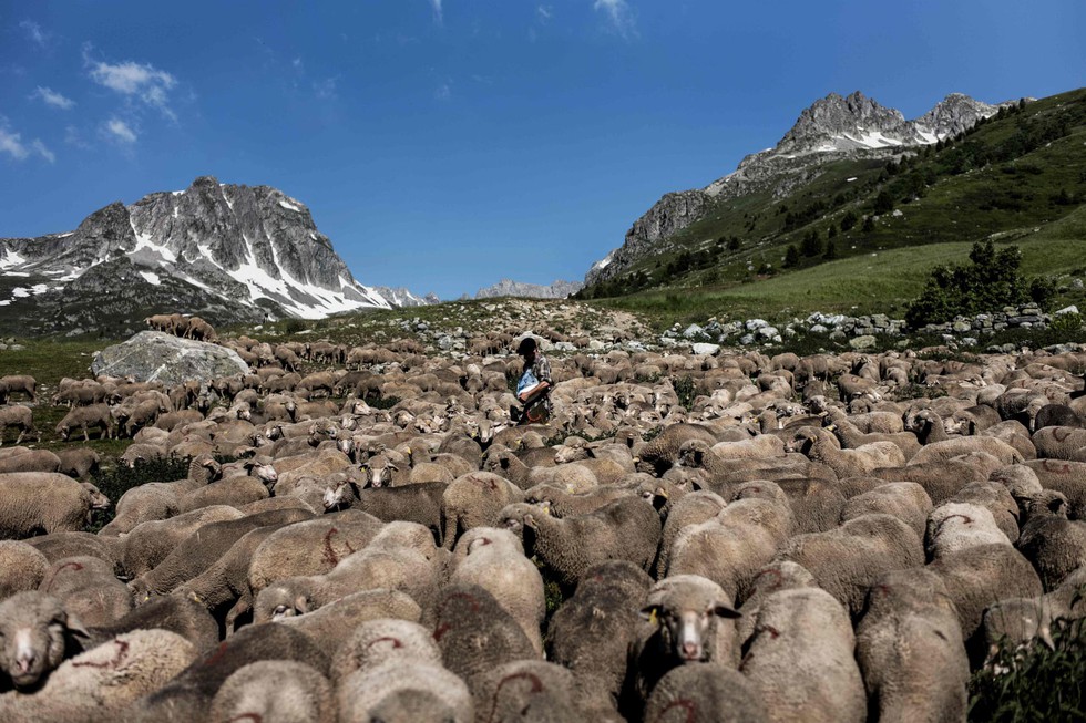 Theo chân người chăn cừu trên vùng đồng cỏ núi Alps - Ảnh 2. Theo chân người chăn cừu trên vùng đồng cỏ núi Alps - Ảnh 2.