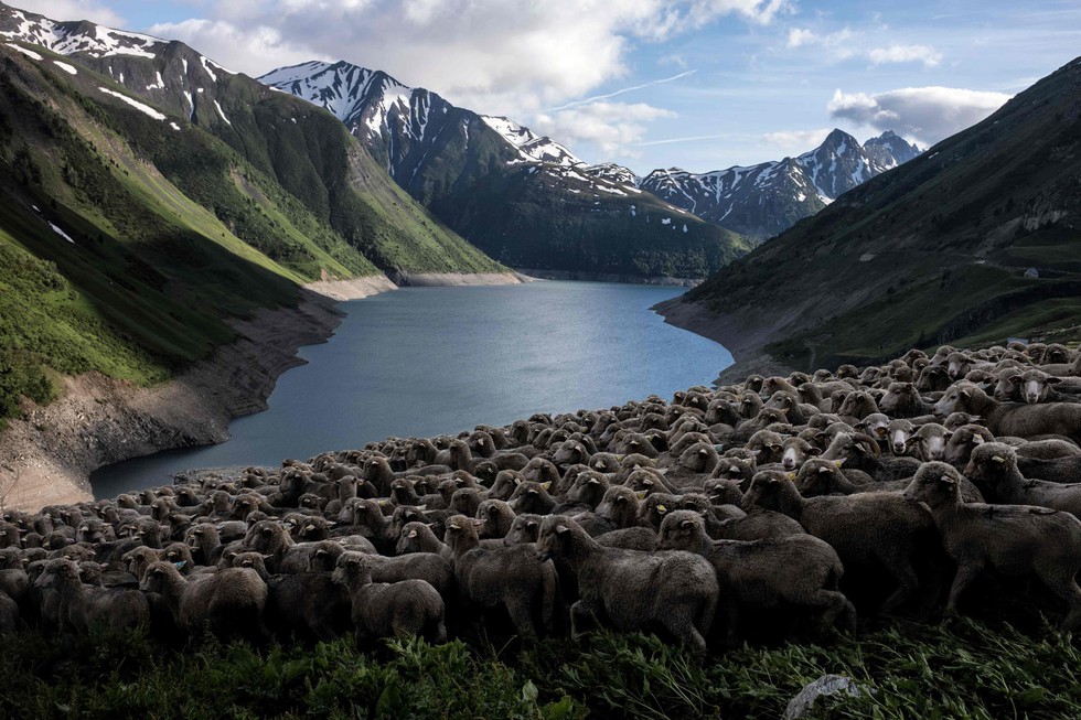 Theo chân người chăn cừu trên vùng đồng cỏ núi Alps - Ảnh 11. Theo chân người chăn cừu trên vùng đồng cỏ núi Alps - Ảnh 11.