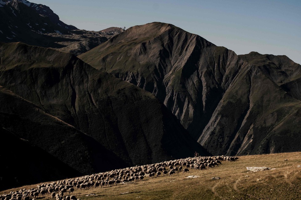 Theo chân người chăn cừu trên vùng đồng cỏ núi Alps - Ảnh 12. Theo chân người chăn cừu trên vùng đồng cỏ núi Alps - Ảnh 12.