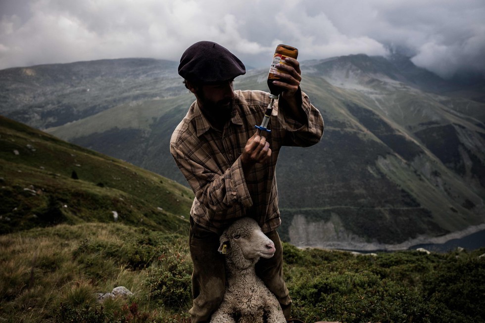 Theo chân người chăn cừu trên vùng đồng cỏ núi Alps - Ảnh 13. Theo chân người chăn cừu trên vùng đồng cỏ núi Alps - Ảnh 13.