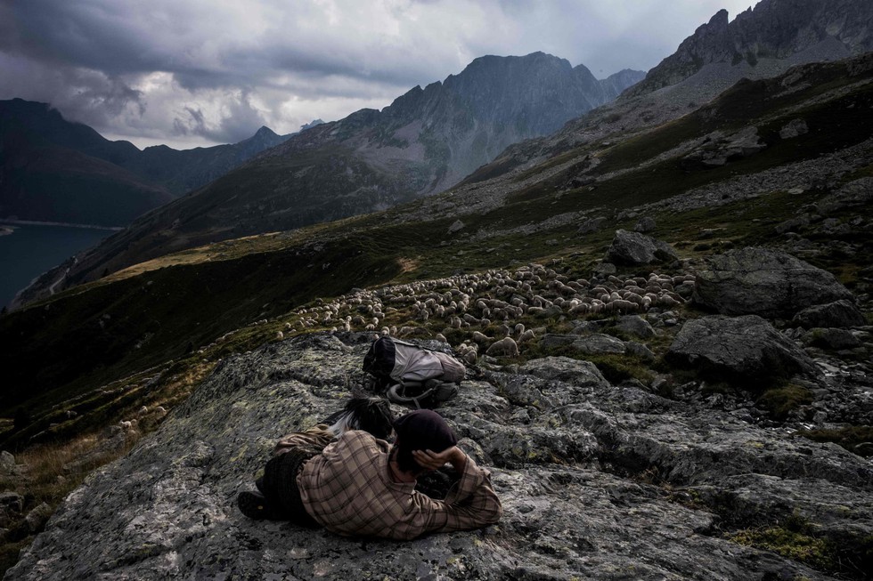 Theo chân người chăn cừu trên vùng đồng cỏ núi Alps - Ảnh 16. Theo chân người chăn cừu trên vùng đồng cỏ núi Alps - Ảnh 16.