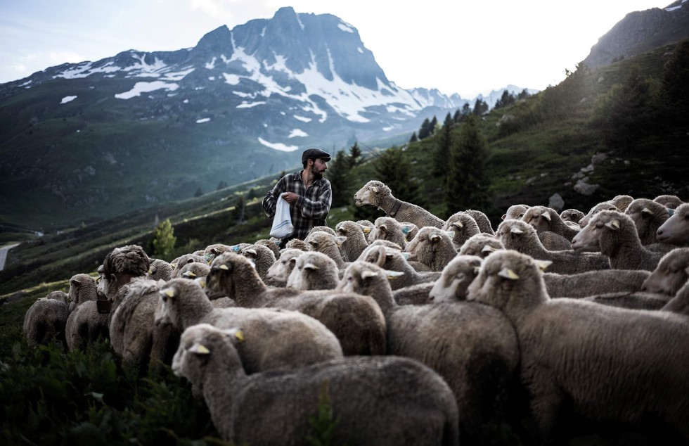 Theo chân người chăn cừu trên vùng đồng cỏ núi Alps - Ảnh 3. Theo chân người chăn cừu trên vùng đồng cỏ núi Alps - Ảnh 3.