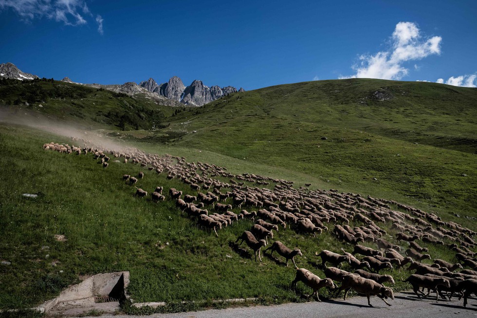 Theo chân người chăn cừu trên vùng đồng cỏ núi Alps - Ảnh 4. Theo chân người chăn cừu trên vùng đồng cỏ núi Alps - Ảnh 4.