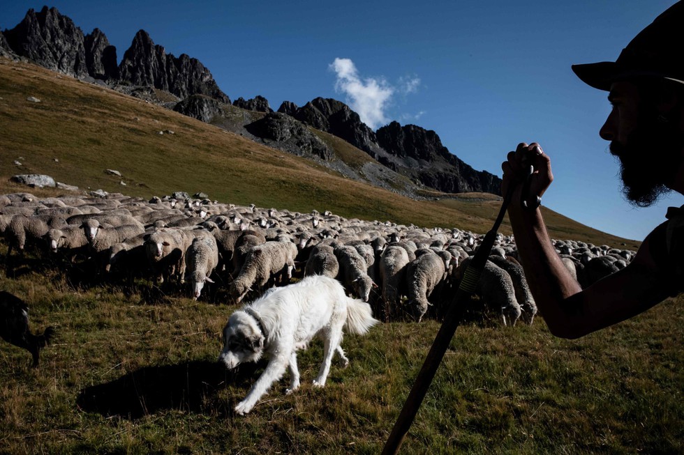 Theo chân người chăn cừu trên vùng đồng cỏ núi Alps - Ảnh 10. Theo chân người chăn cừu trên vùng đồng cỏ núi Alps - Ảnh 10.