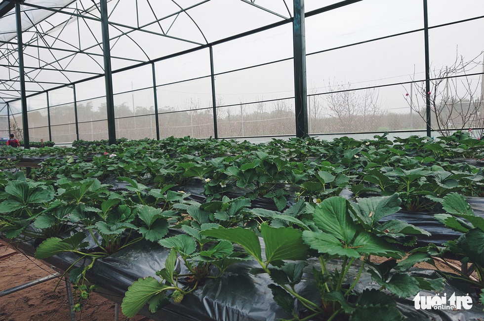 Bạn trẻ H&agrave; Nội t&iacute;u t&iacute;t h&aacute;i d&acirc;u t&acirc;y giữa l&agrave;ng đ&agrave;o Nhật T&acirc;n - Ảnh 3.